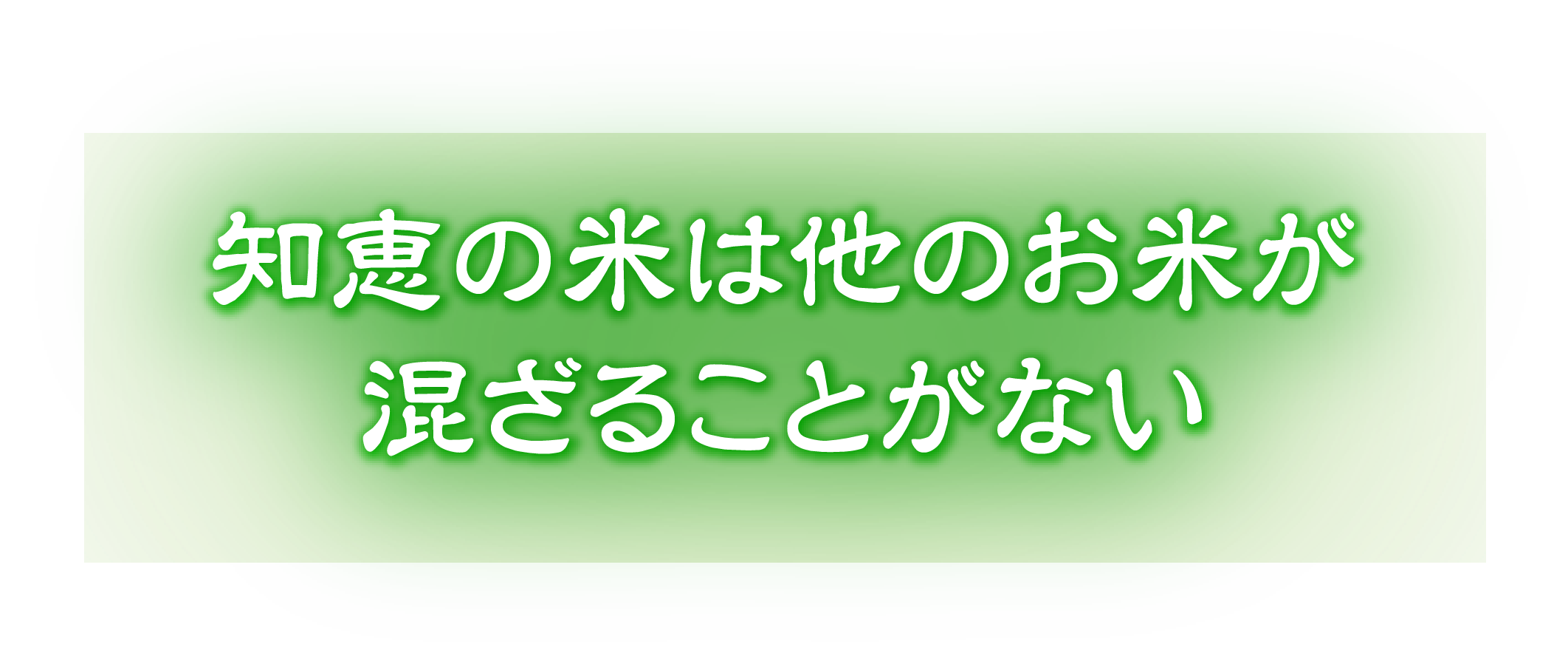 知恵の米は他のお米が混ざることがない